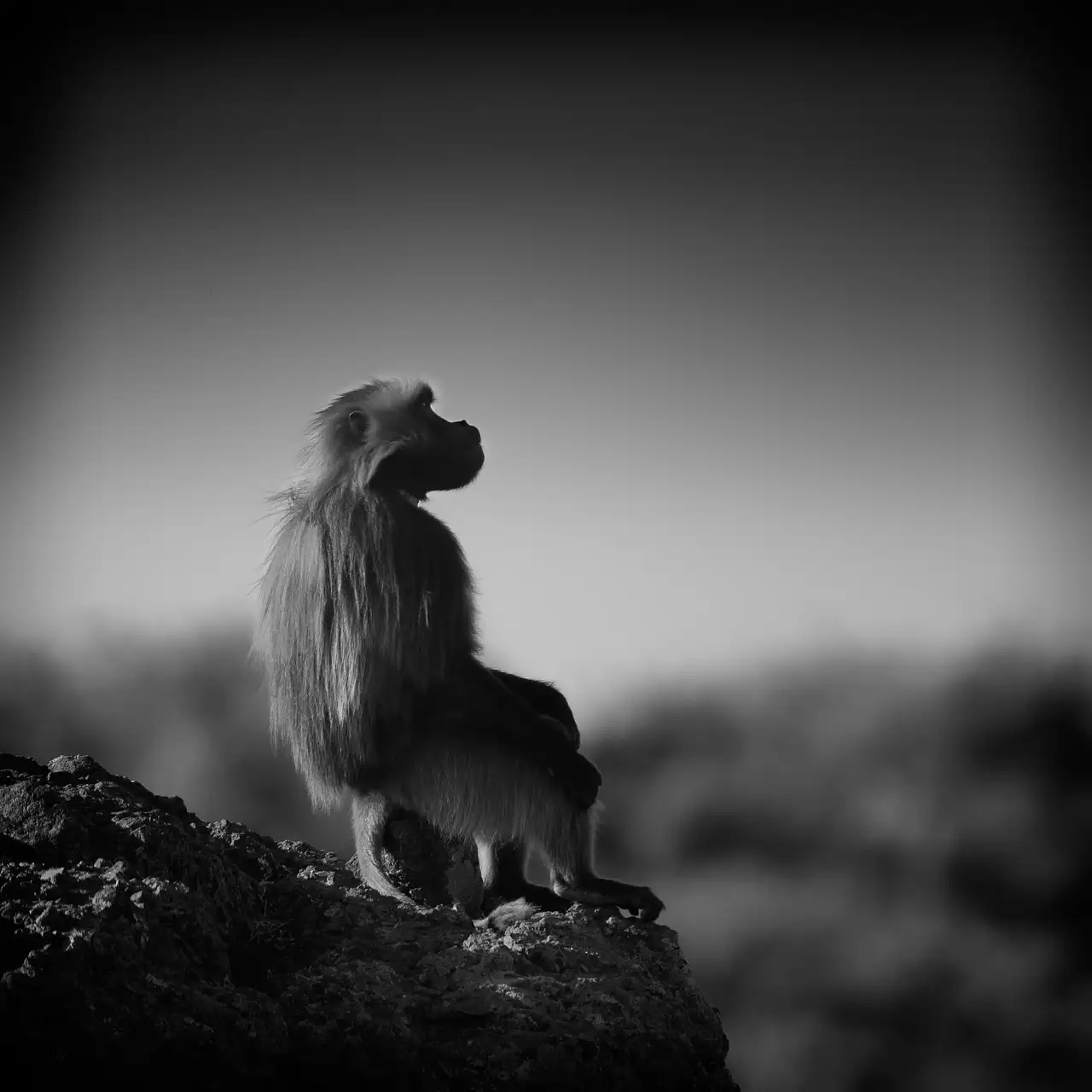Gelada in Ethiopia, sitting on a rock.