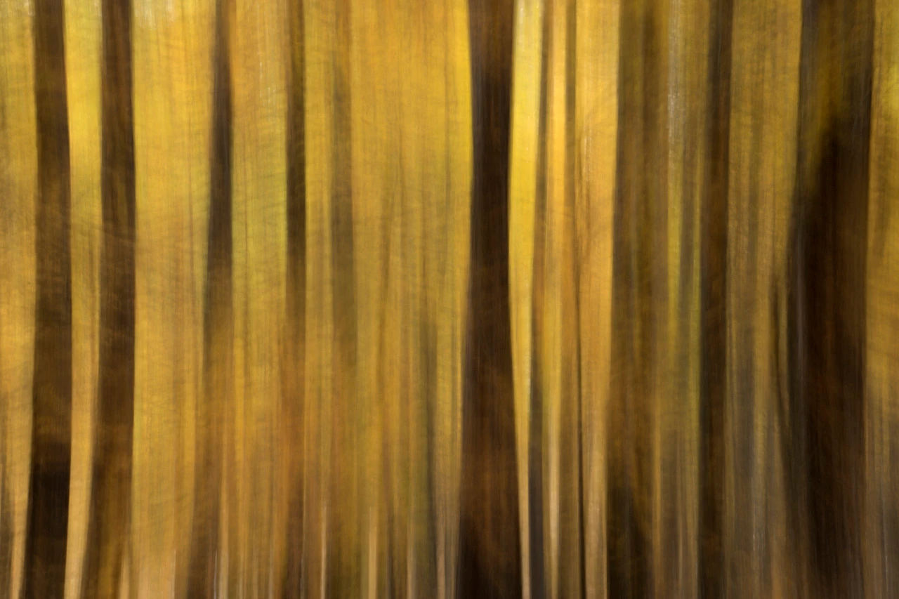 Abstract photo in ICM of Larch Trees in la Clarée Valley in Alps