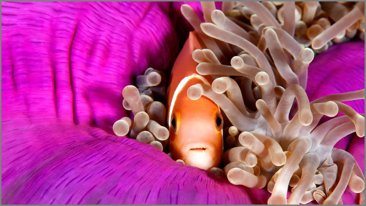 Clown fish in its anemona