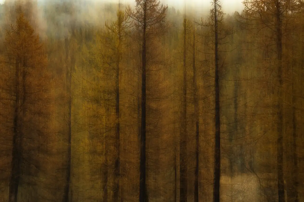 Abstract photo in ICM of larch trees in Vallée de la Clarée in France.