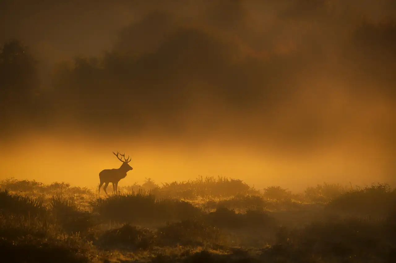 Red deer stag in the fog during the rut.