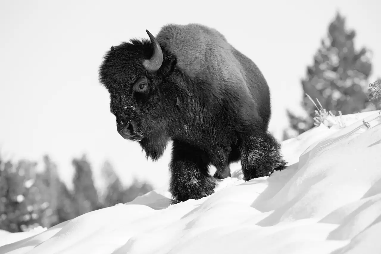 Bison in black and white in Yellowstone in the snow.