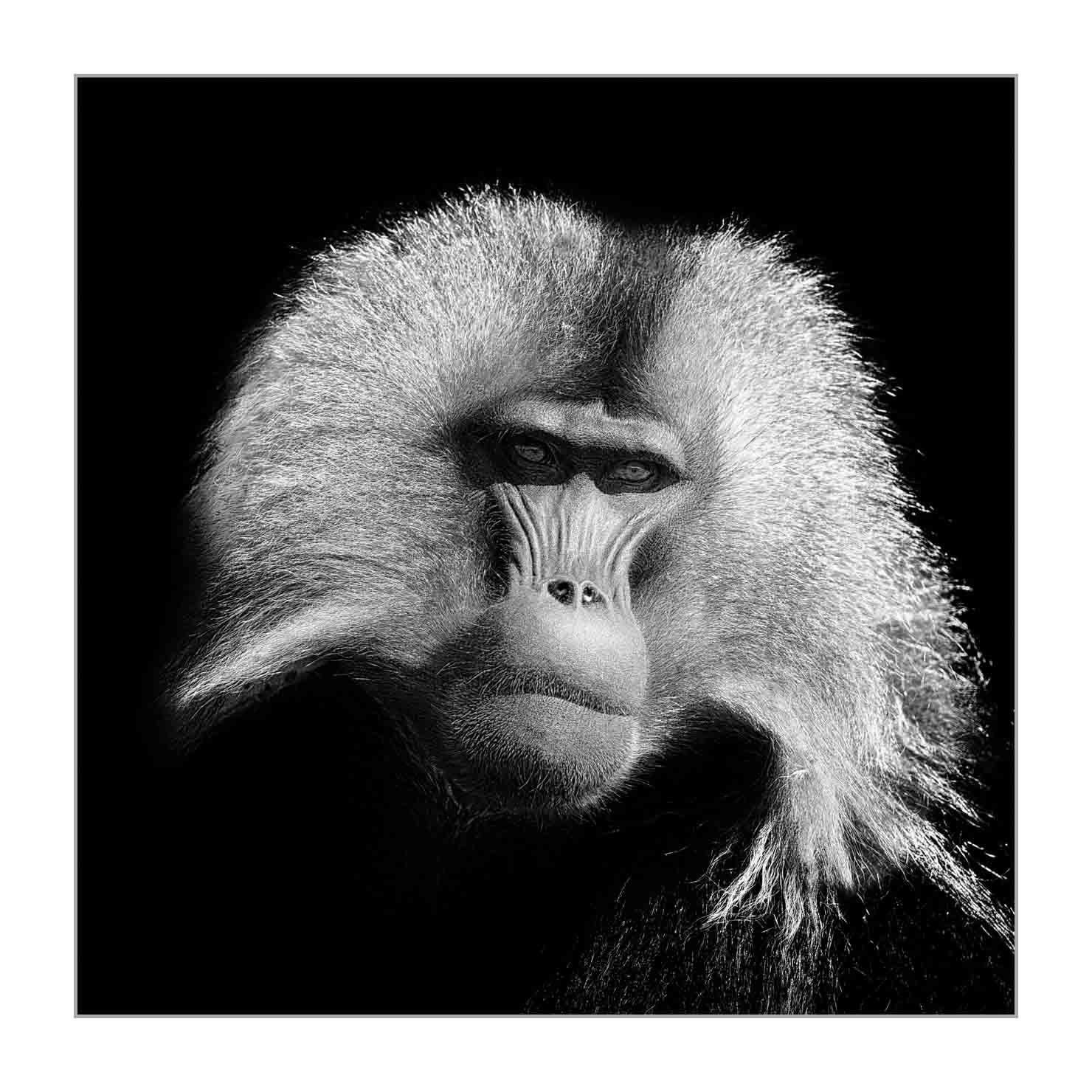 back-to-black/001-beautes-animalieres-ethiopie/en/01-wild-animals-ethiopia-back-to-black-20181111ETHGEL0137BTB