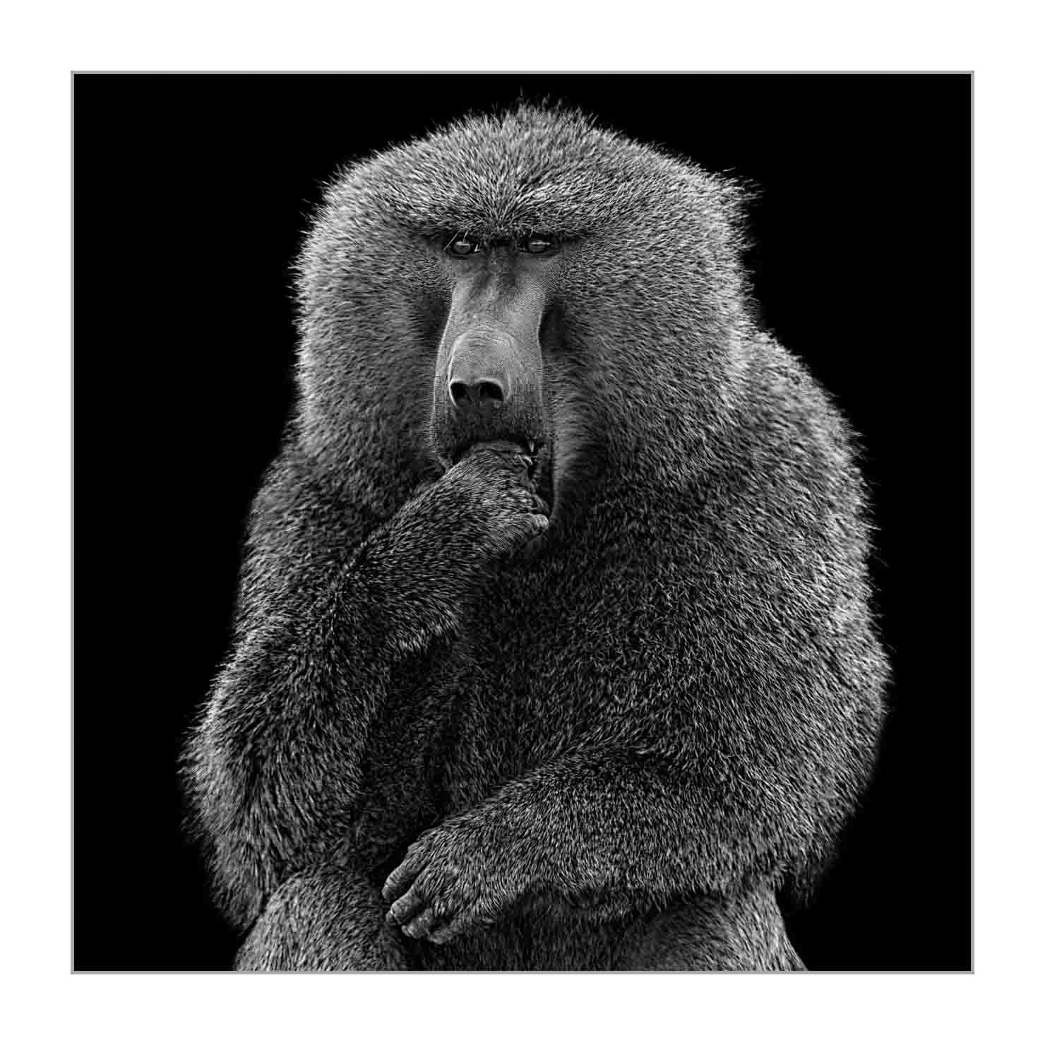 back-to-black/001-beautes-animalieres-ethiopie/en/05-wild-animals-ethiopia-back-to-black-170204ETHWIL1221BTB