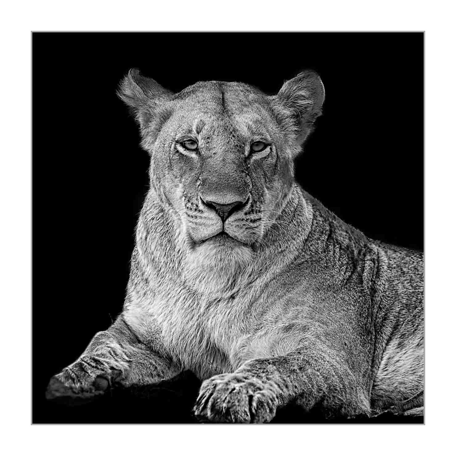 back-to-black/002-beautes-animalieres-du-kenya/en/02-wild-animals-kenya-back-to-black-170913MASANI6990BTB