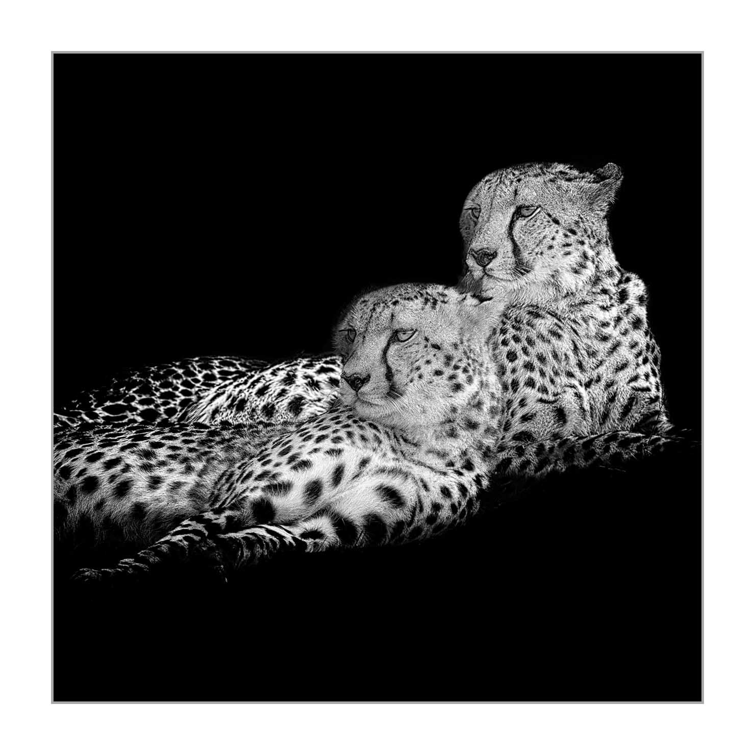back-to-black/002-beautes-animalieres-du-kenya/en/03-wild-animals-kenya-back-to-black-170913MASANI4197BTB