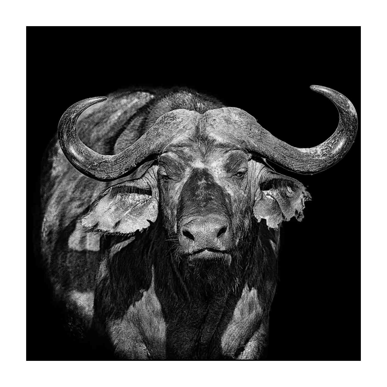 back-to-black/002-beautes-animalieres-du-kenya/en/04-wild-animals-kenya-back-to-black-170913MASANI0550BTB