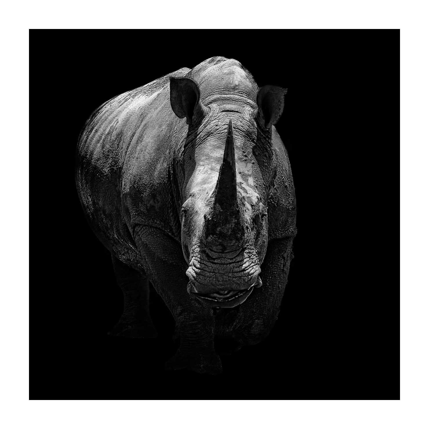 back-to-black/002-beautes-animalieres-du-kenya/en/06-wild-animals-kenya-back-to-black-170913MASANI7889BTB