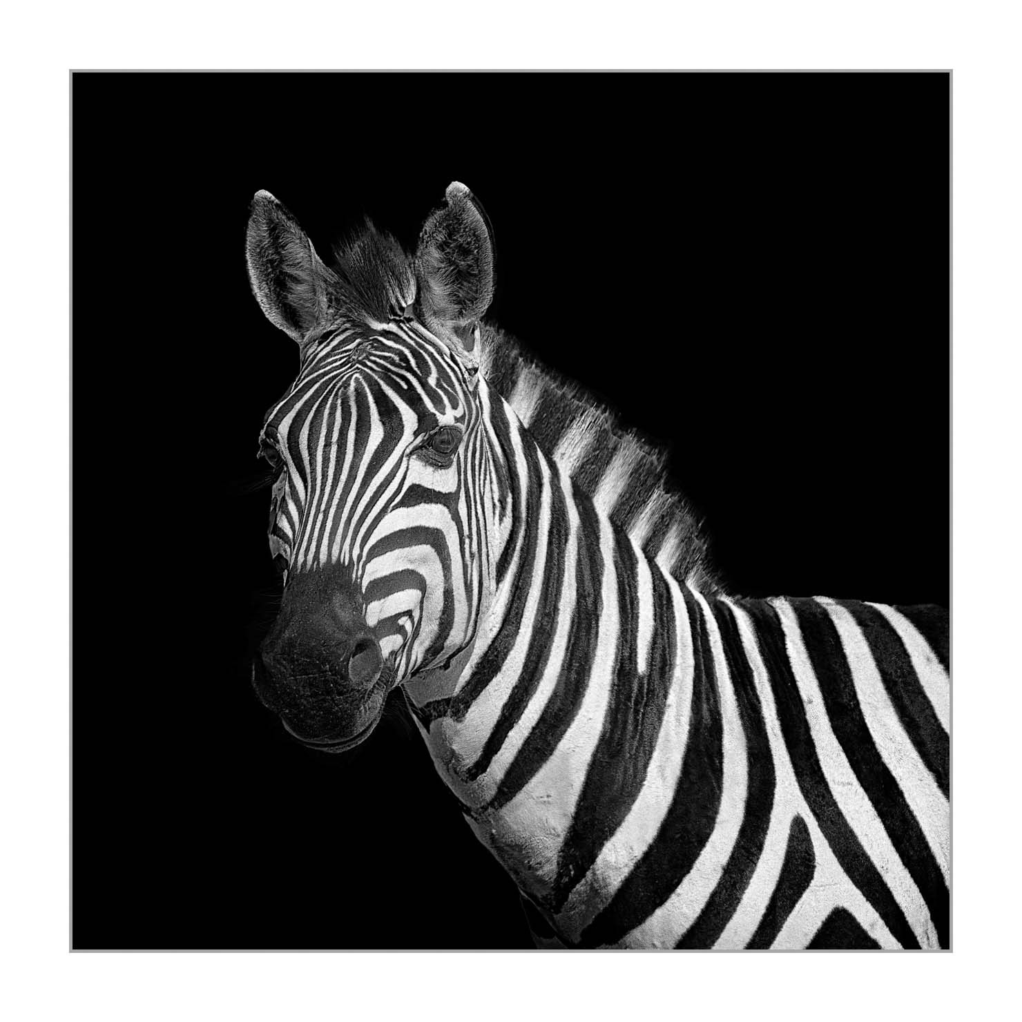 back-to-black/002-beautes-animalieres-du-kenya/en/07-wild-animals-kenya-back-to-black-170913MASANI8822BTB