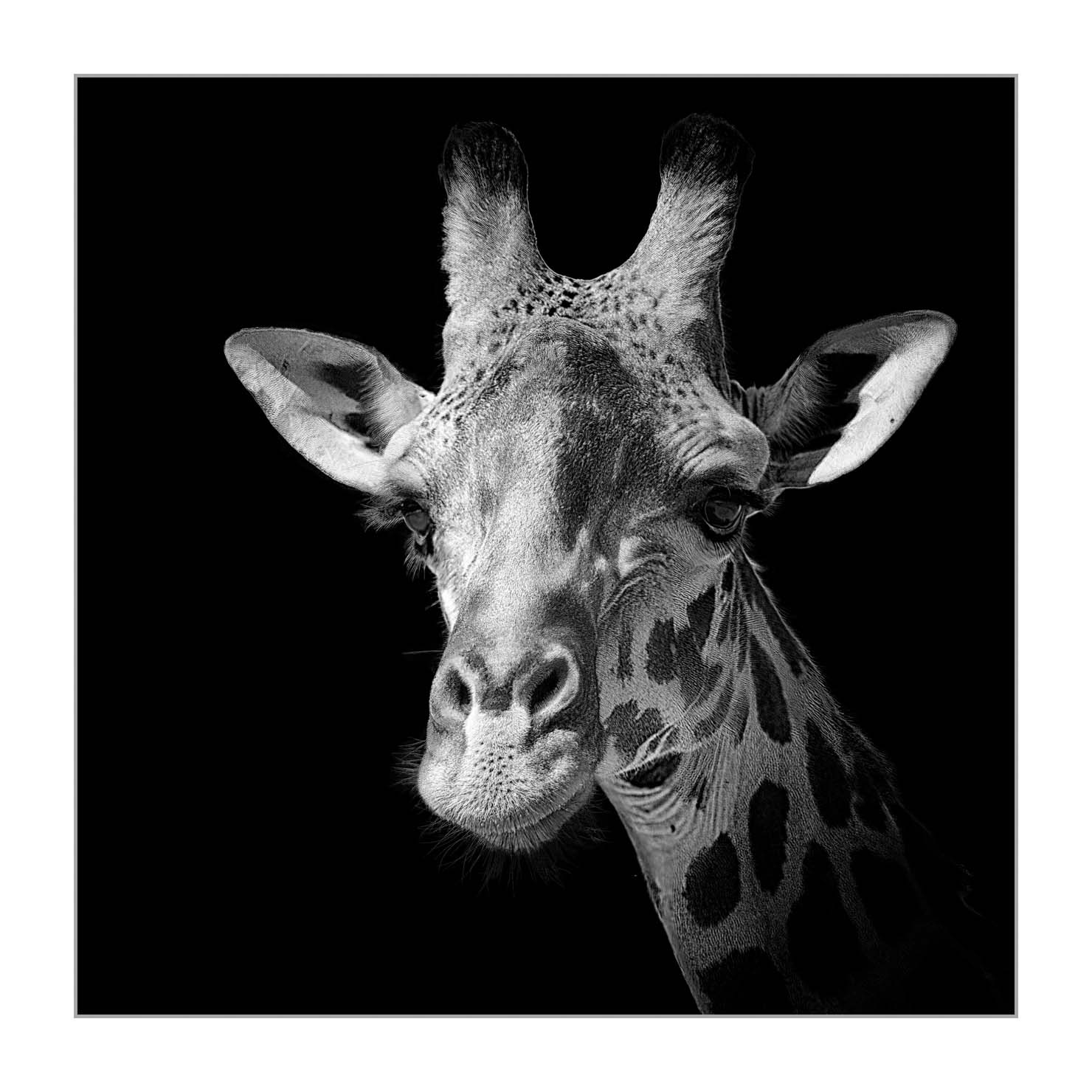 back-to-black/002-beautes-animalieres-du-kenya/en/08-wild-animals-kenya-back-to-black-170913MASANI3766BTB