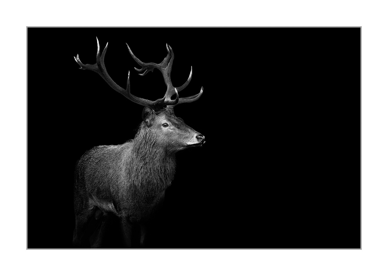 back-to-black/003-beautes-animalieres-de-la-france/en/01-wild-animals-france-back-to-black-20210926BRACHA0008BTB