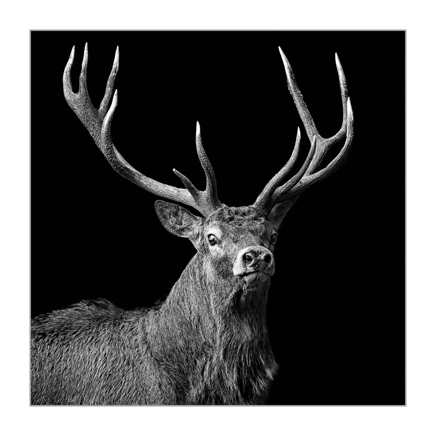 back-to-black/003-beautes-animalieres-de-la-france/en/02-wild-animals-france-back-to-black-20210926BRACHA0197BTB