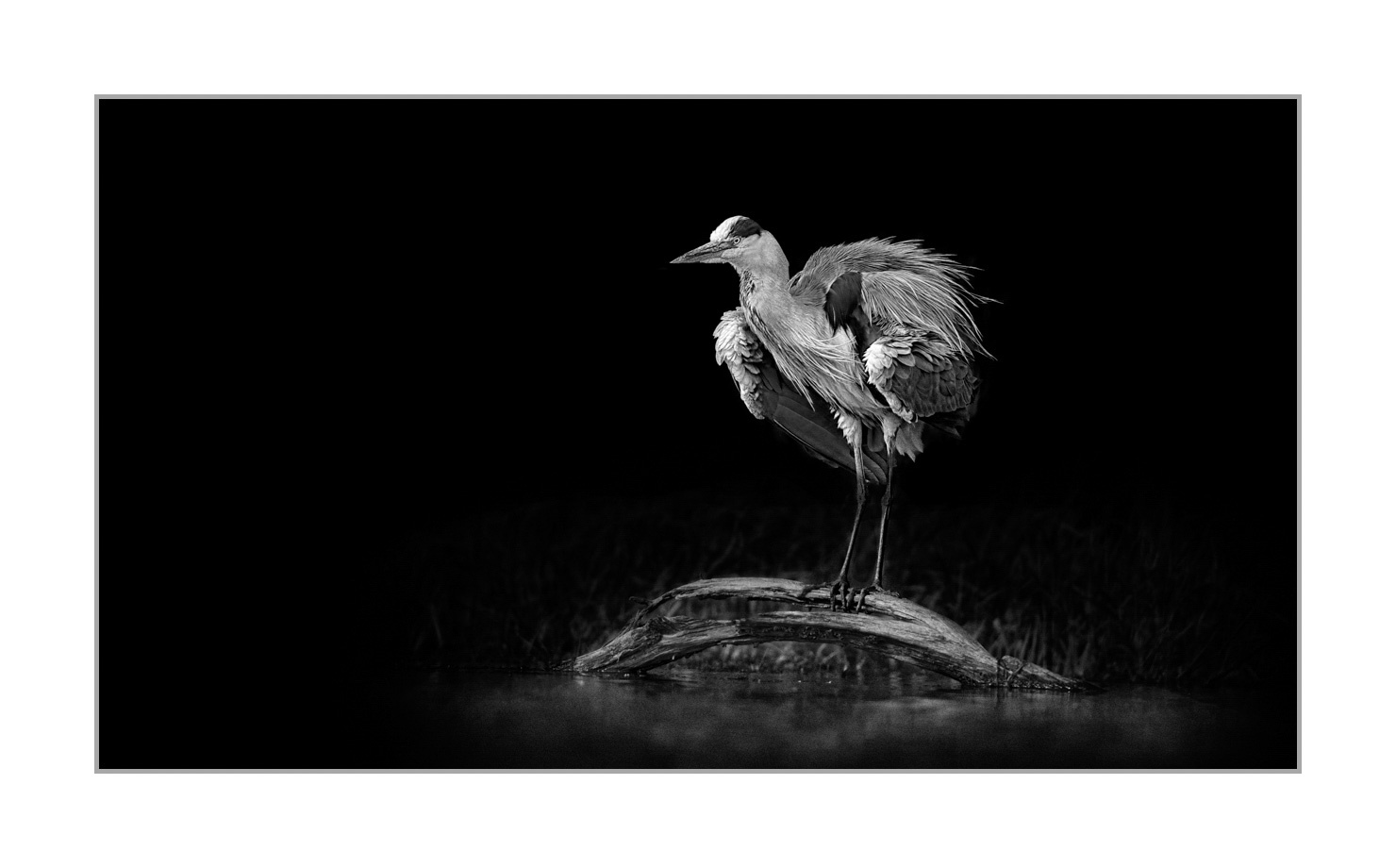 back-to-black/004-beautes-animalieres-de-la-dombes/en/05-wild-animals-dombes-back-to-black-20210525DOMWLD2741BTB