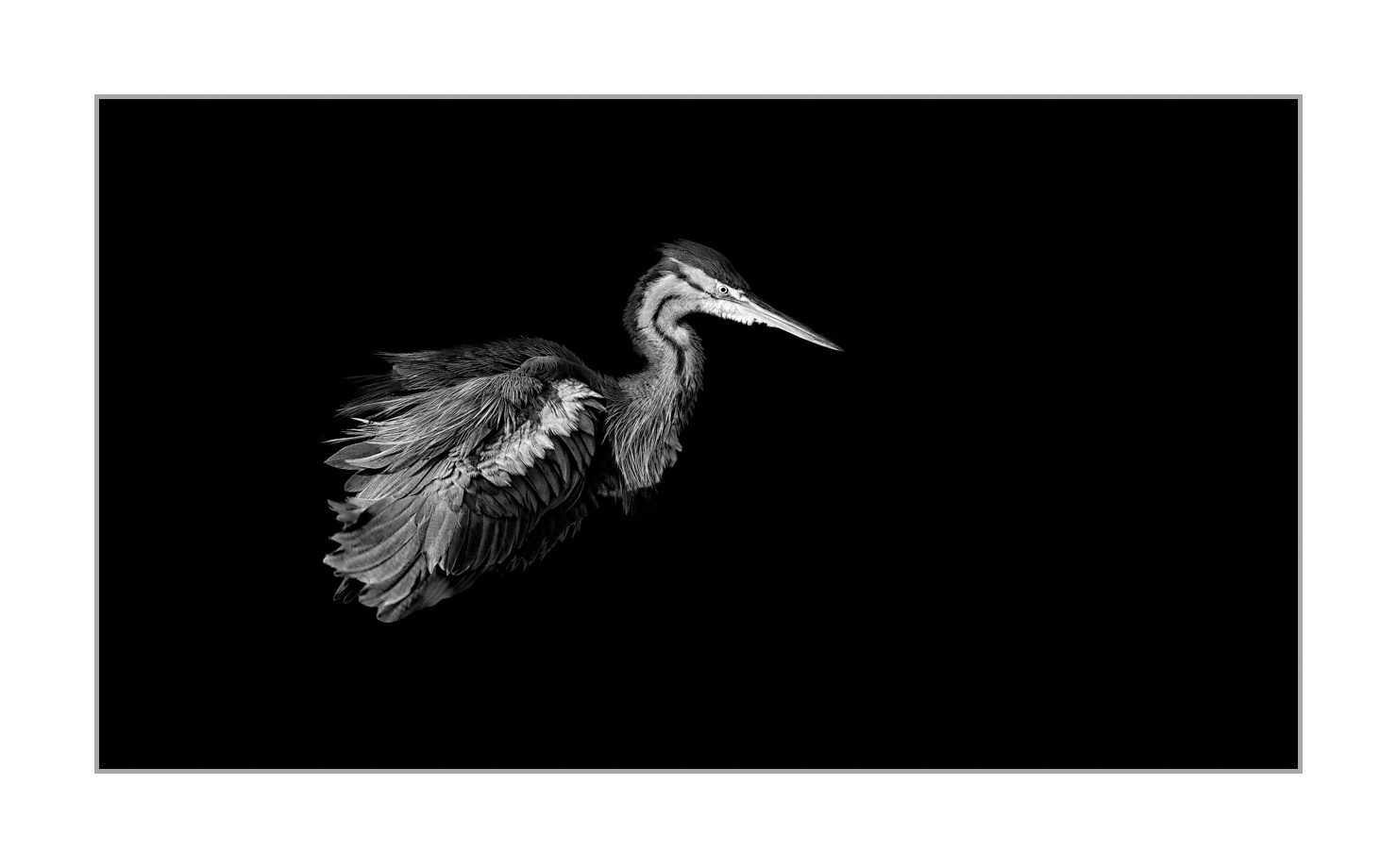 back-to-black/004-beautes-animalieres-de-la-dombes/fr/04-animaux-sauvages-dombes-back-to-black-160528DOMWIL0237BTB