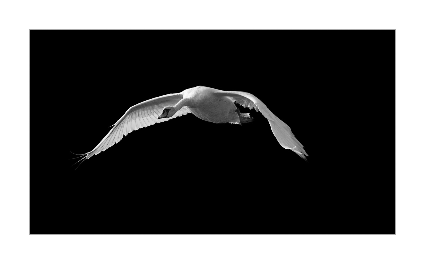 back-to-black/004-beautes-animalieres-de-la-dombes/fr/08-animaux-sauvages-dombes-back-to-black-170604DOMWLD0719BTB