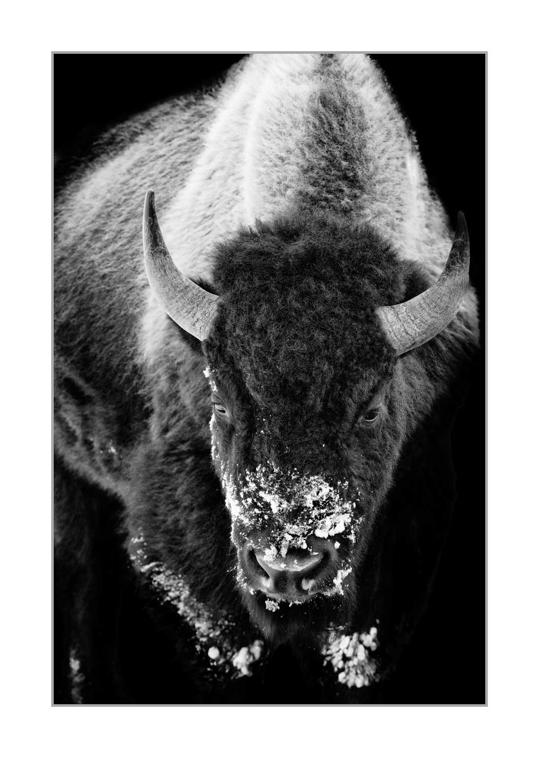 back-to-black/006-bisons/en/03-yellowstone-bison-style-back-to-black-220104YELWLD0138BTB