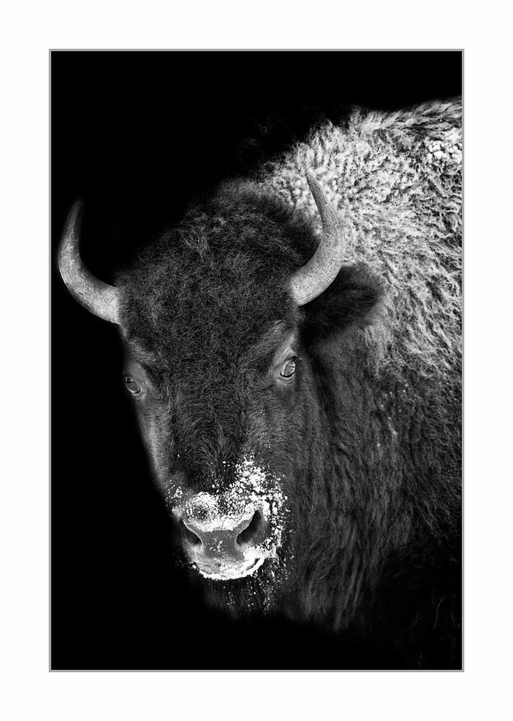 back-to-black/006-bisons/en/06-yellowstone-bison-style-back-to-black-220104YELWLD0182BTB