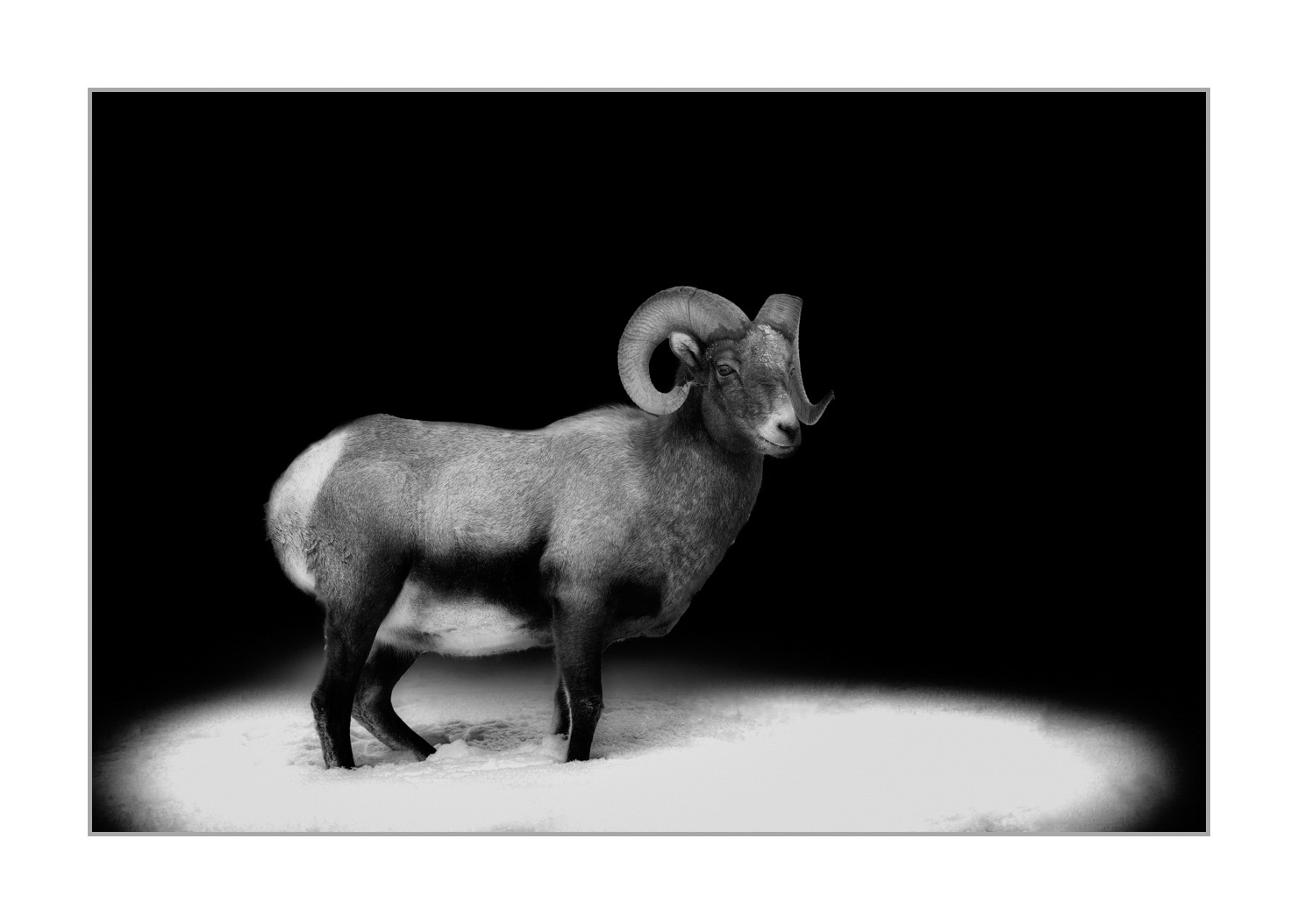 back-to-black/008-mouflon-du-canada/en/02-bighorn-sheep-yellowstone-back-to-black-style-190127YELWLD0539BTB