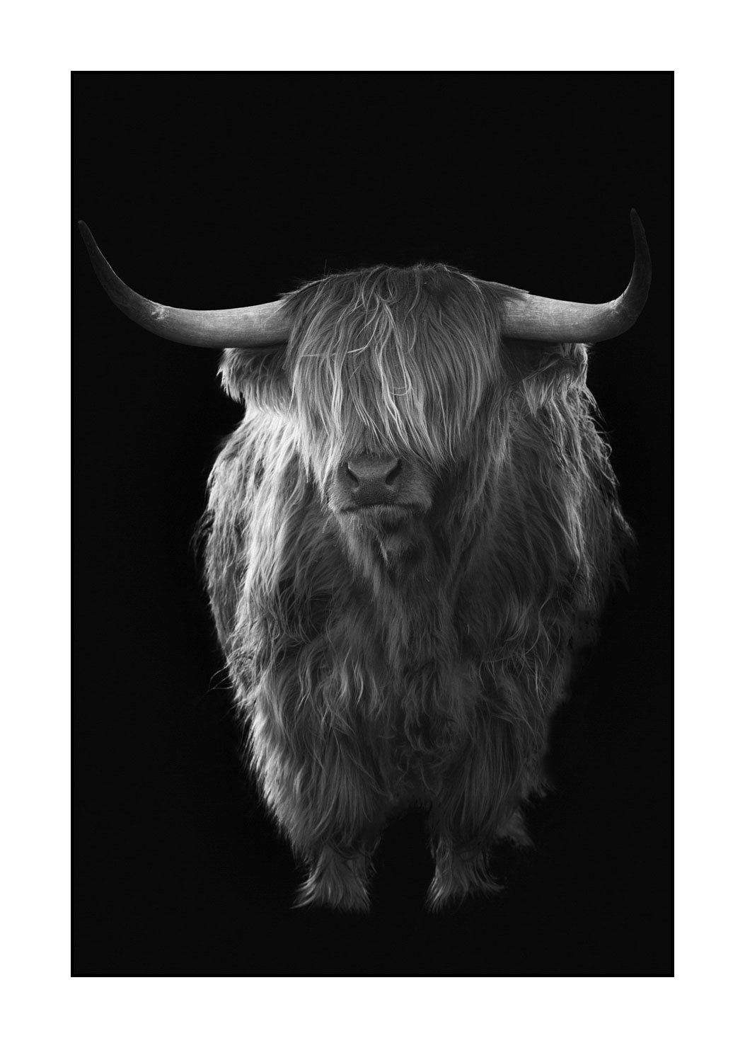 back-to-black/009-vaches-highland/en/09-highland-cow-hairy-coo-scotland-231229SCOHCO0304-1752-32BTB