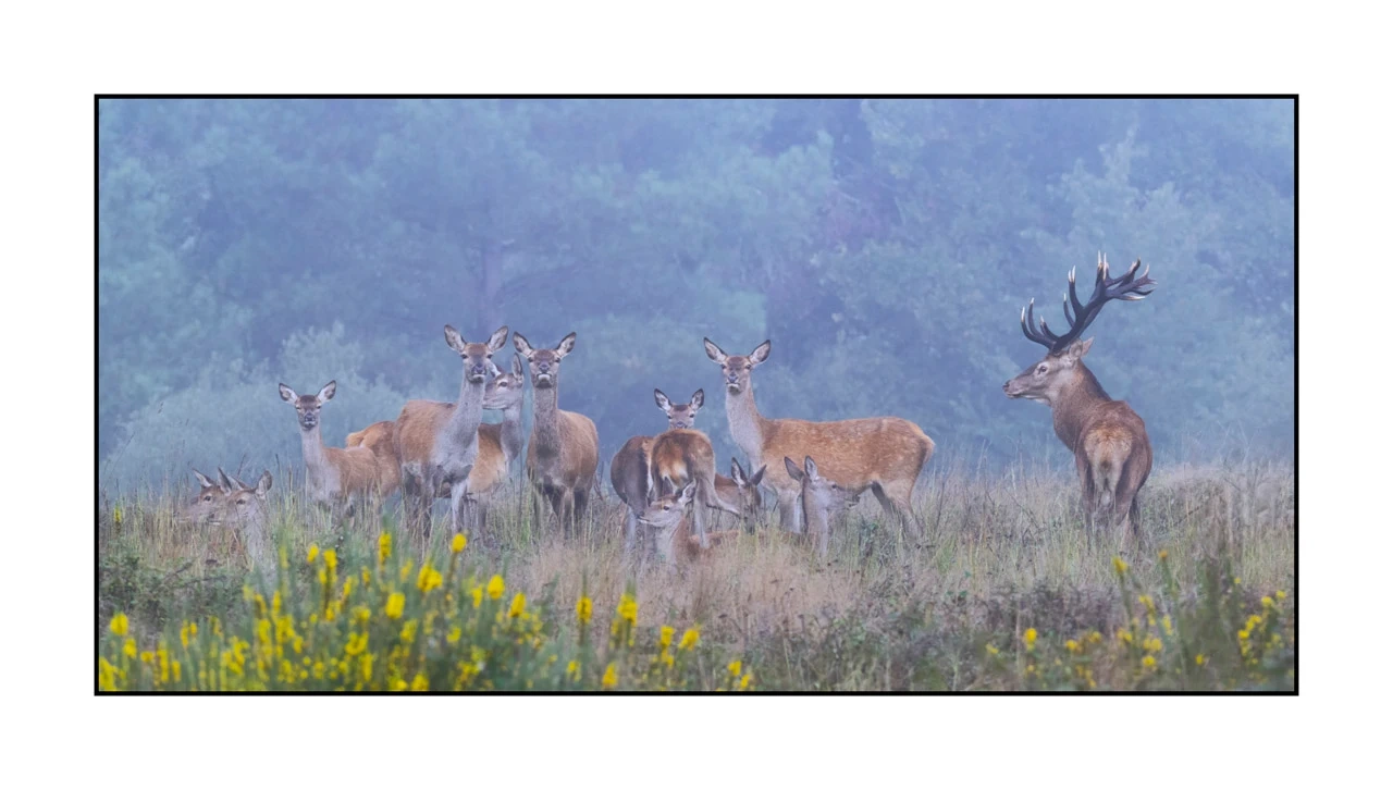 editions-limitees-sans-collection/1986/en/limited-edition-01-1986-21C