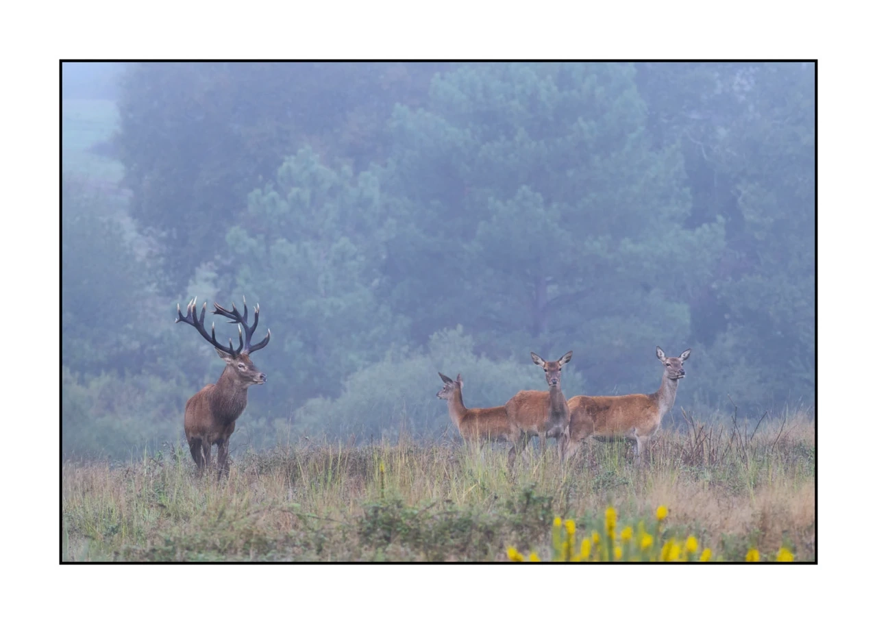 editions-limitees-sans-collection/1989/fr/edition-limitee-01-1989-32C