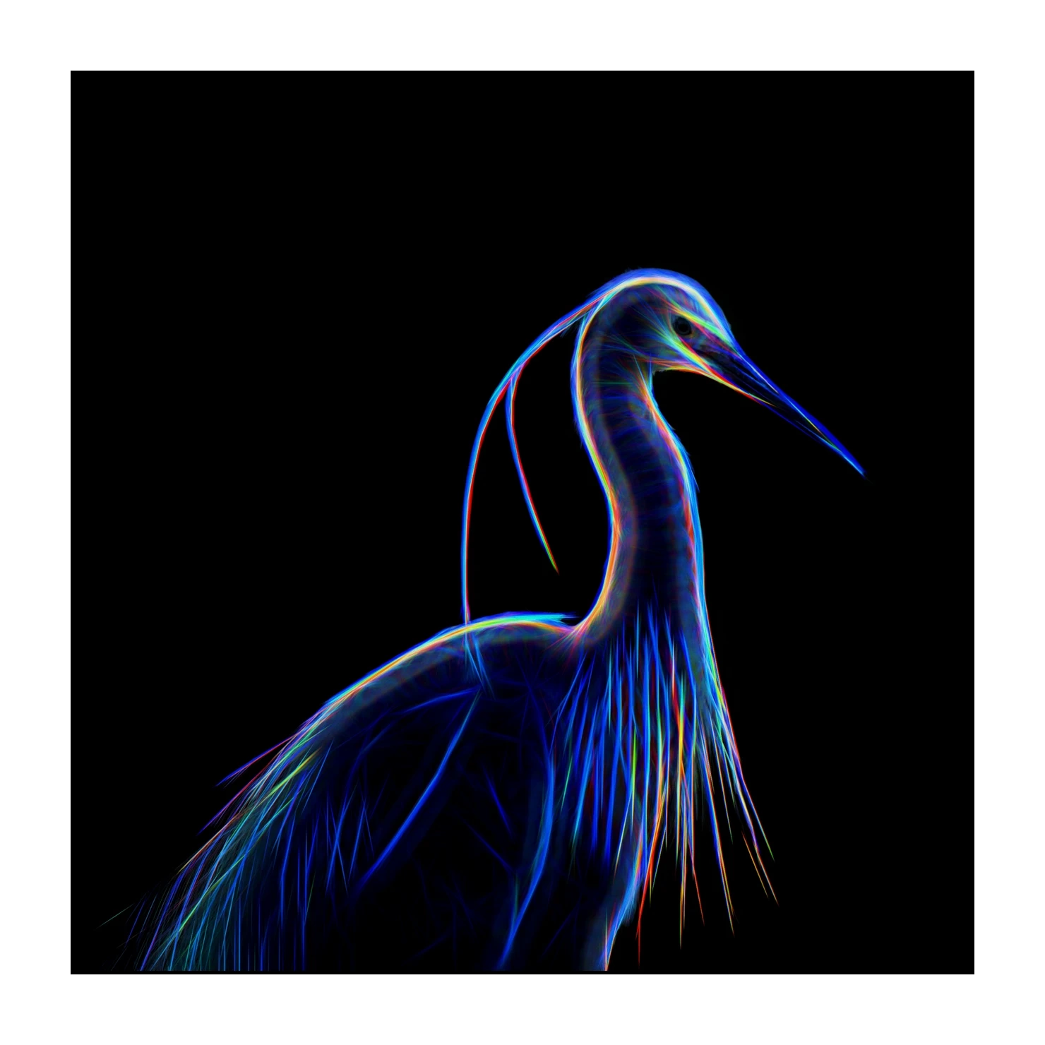 fusion/001-oiseaux-de-la-dombes/edition-limitee/en/01-birds-of-la-dombes-220517DOMWLD0001F