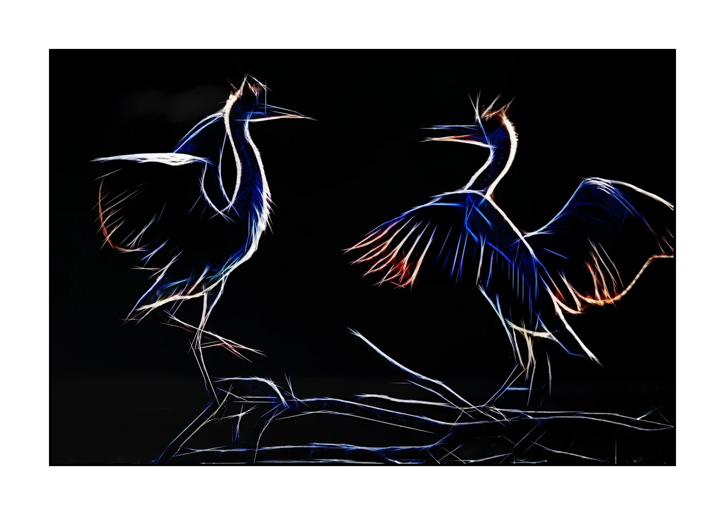 fusion/001-oiseaux-de-la-dombes/edition-limitee/en/07-birds-of-la-dombes-220517DOMWLD1272F