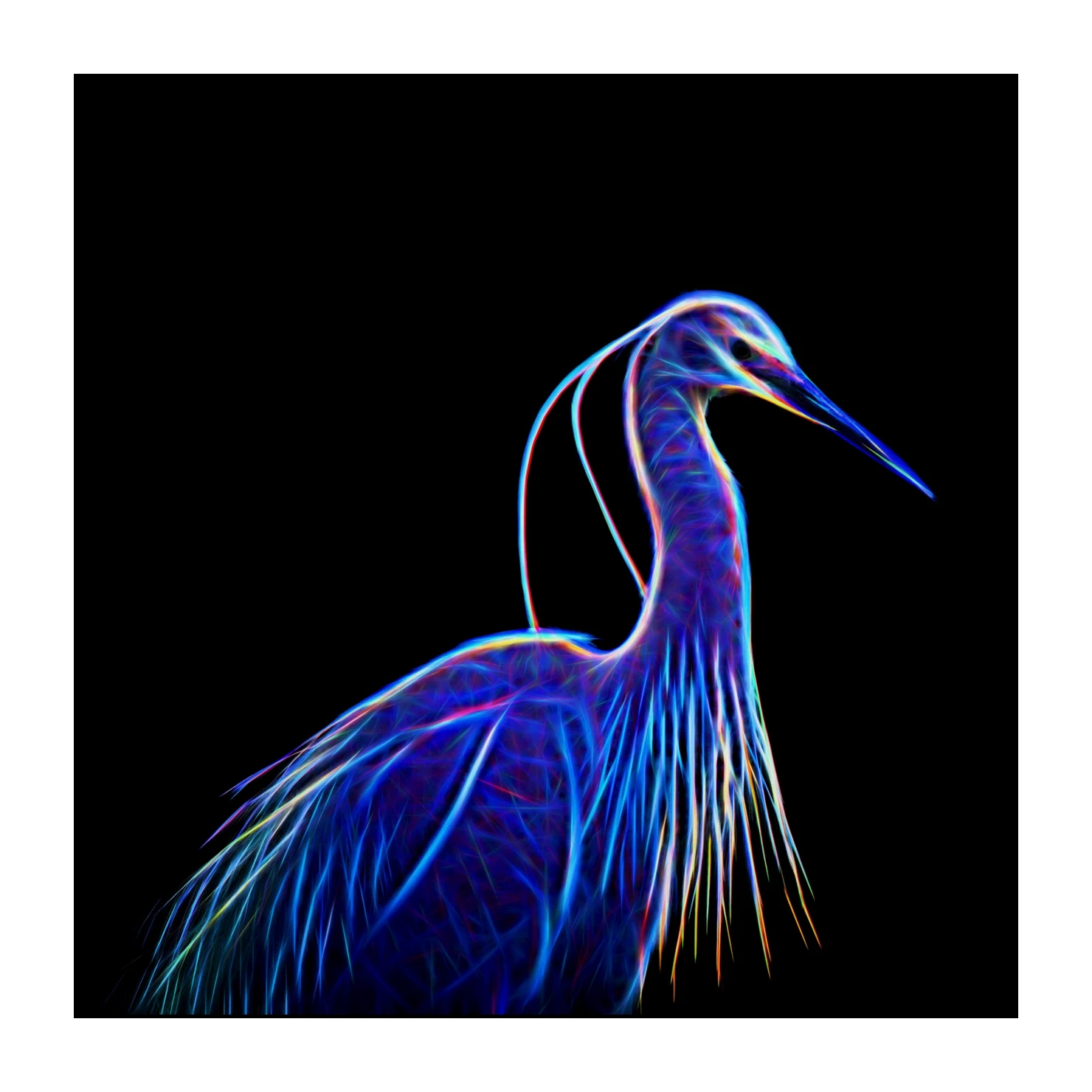 fusion/001-oiseaux-de-la-dombes/edition-limitee/fr/02-oiseaux-de-la-dombes-220517DOMWLD0002F