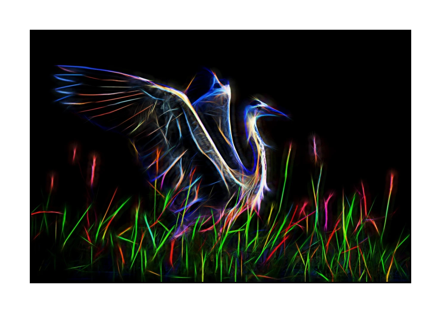 fusion/001-oiseaux-de-la-dombes/edition-limitee/fr/04-oiseaux-de-la-dombes-220517DOMWLD1145F