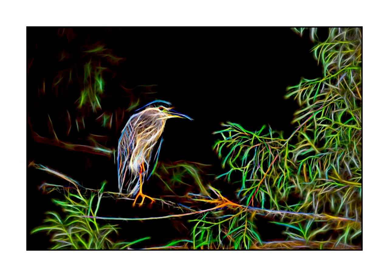 fusion/001-oiseaux-de-la-dombes/edition-limitee/fr/10-oiseau-dombes-style-fusion-2462-32F