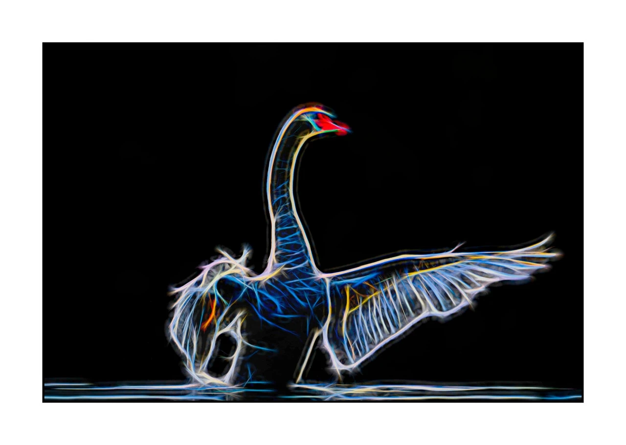 fusion/001-oiseaux-de-la-dombes/edition-limitee/fr/12-oiseau-dombes-style-fusion-2464-32F