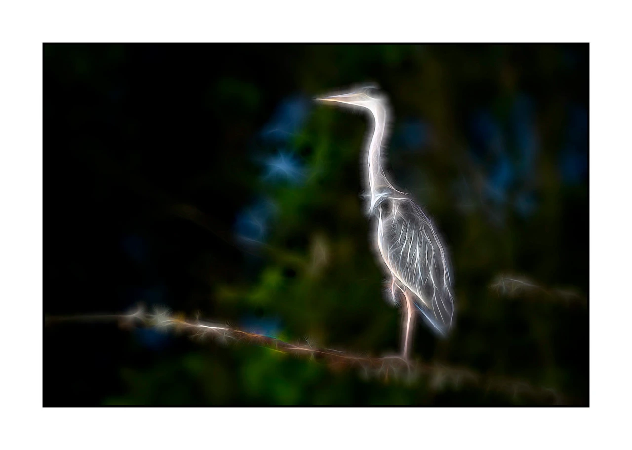 fusion/001-oiseaux-de-la-dombes/edition-limitee/fr/13-oiseau-dombes-style-fusion-2465-32F
