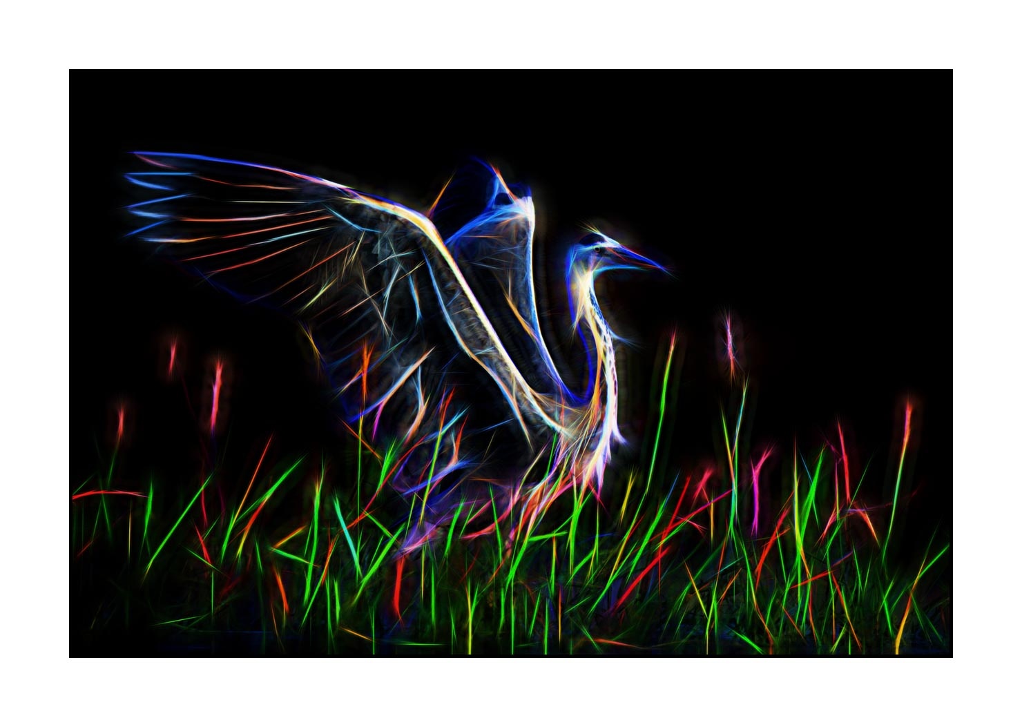 fusion/001-oiseaux-de-la-dombes/en/04-birds-of-la-dombes-220517DOMWLD1145F
