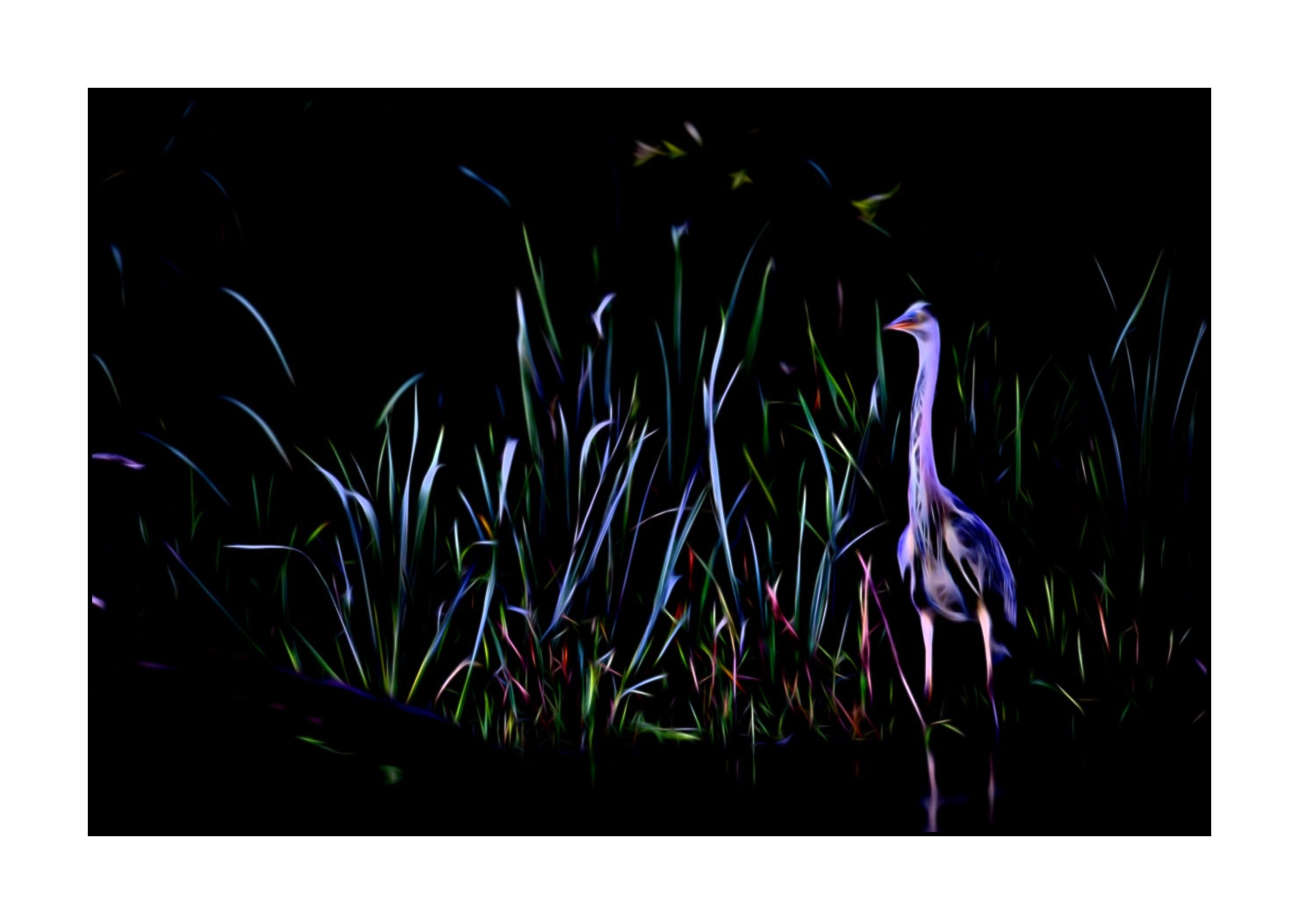 fusion/001-oiseaux-de-la-dombes/fr/05-oiseaux-de-la-dombes-220517DOMWLD1217F