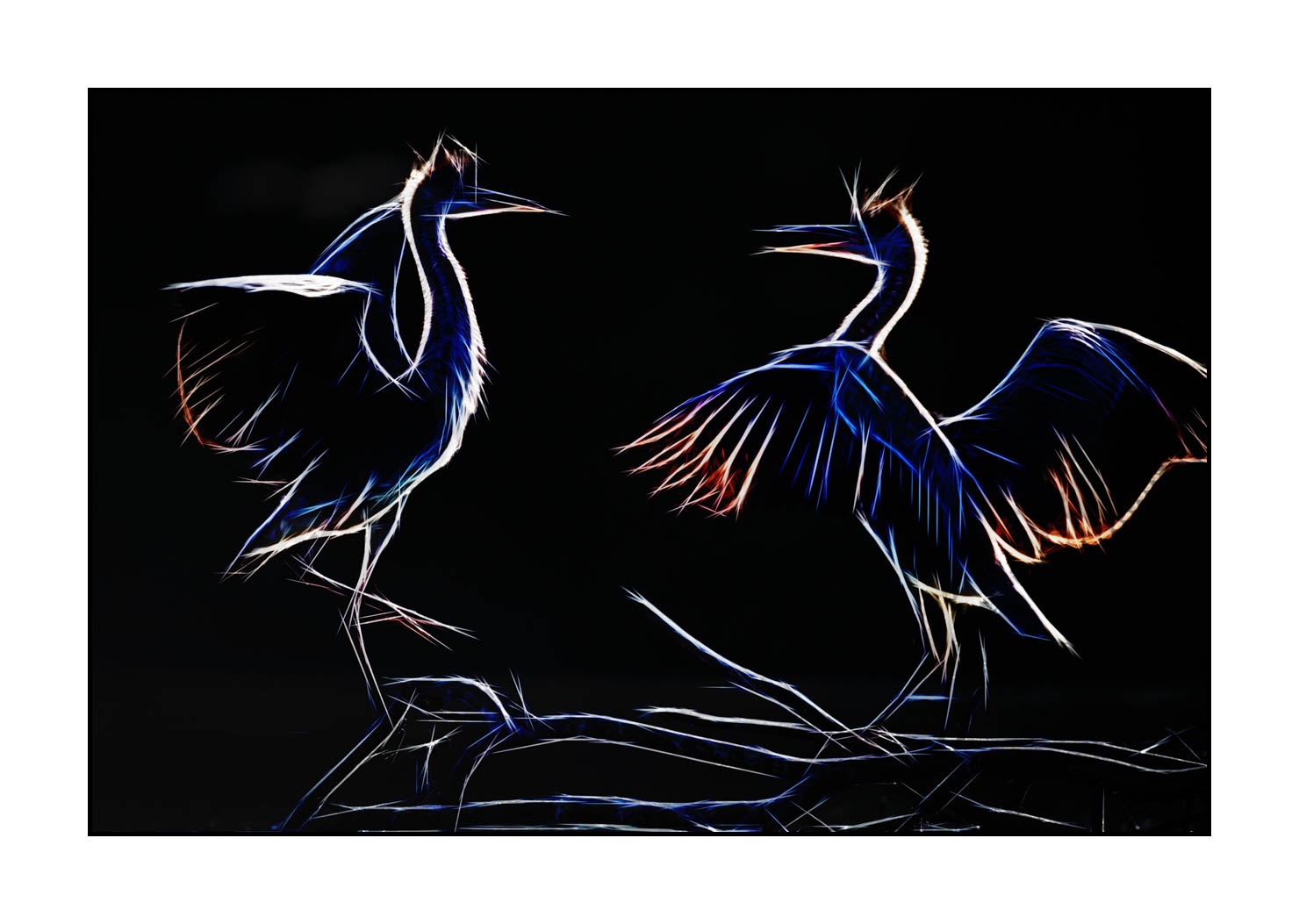 fusion/001-oiseaux-de-la-dombes/fr/07-oiseaux-de-la-dombes-220517DOMWLD1272F