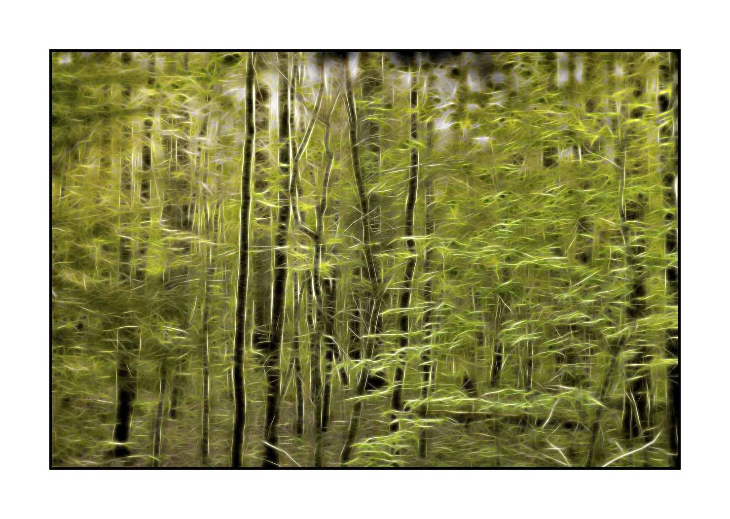 fusion/002-arbres-et-sous-bois/fr/12-arbres-sous-bois-en-fusion-1798-32F