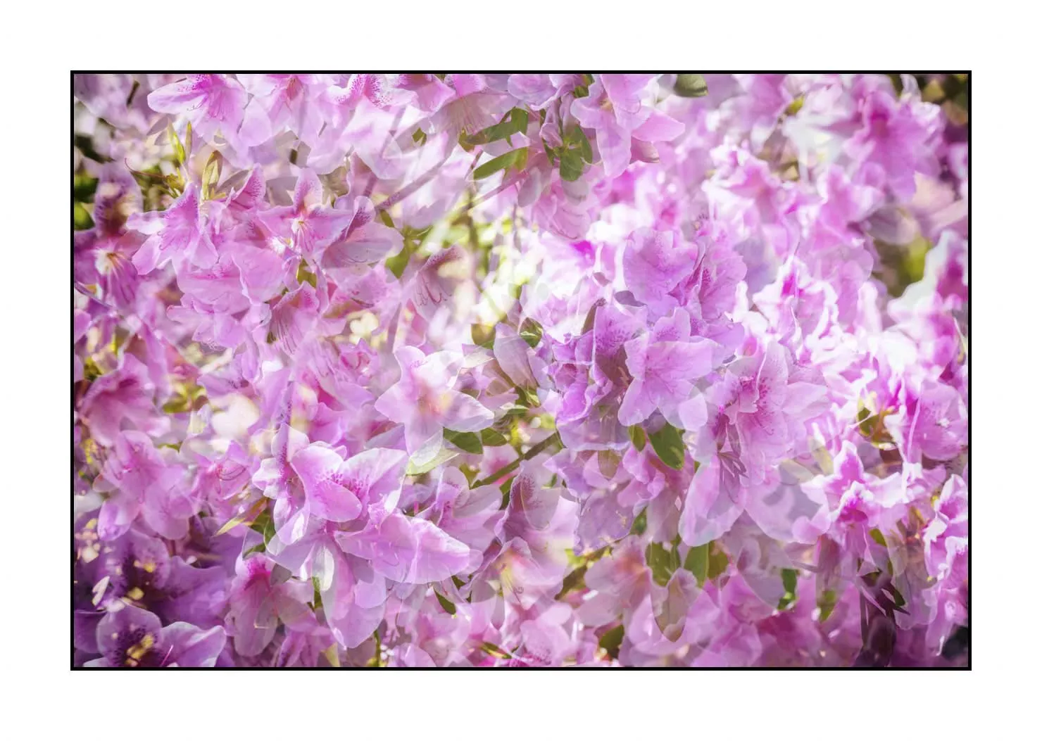 impression/005-impressions-du-printemps/fr/06-impression-du-printemps-1918-32I