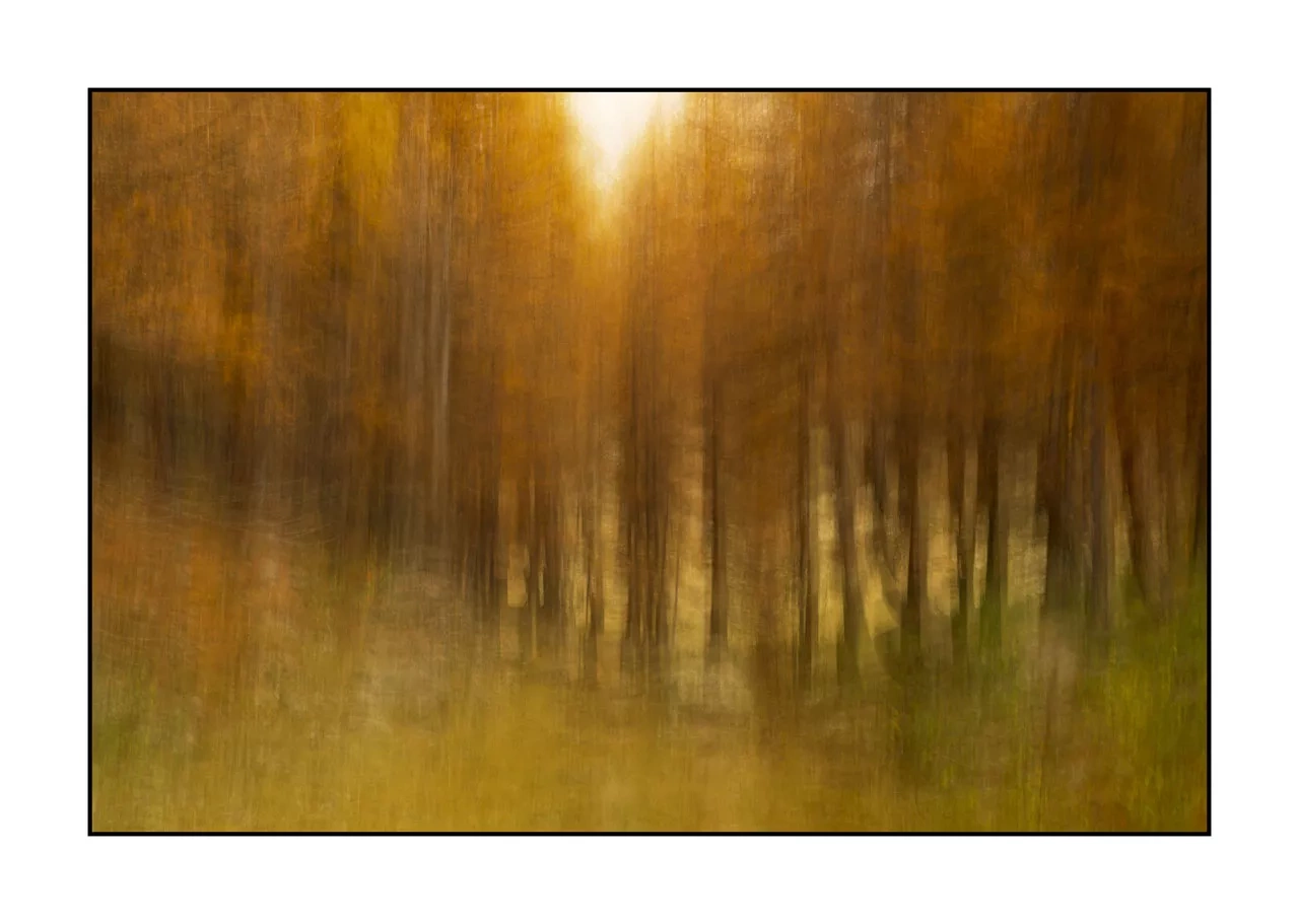 impression/006-impressions-foret-melezes/en/01-landscape-larch-trees-forest-la-claree-2027-32C