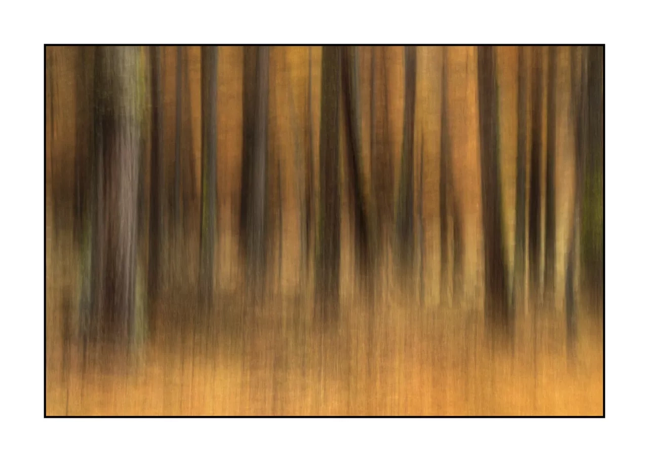 impression/006-impressions-foret-melezes/en/04-landscape-larch-trees-forest-la-claree-2031-32C