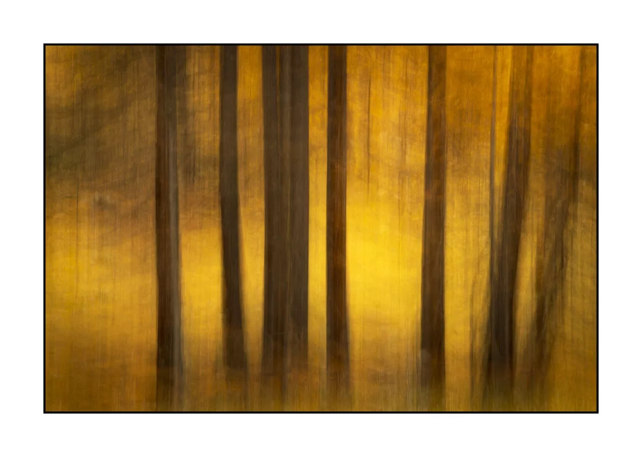 impression/006-impressions-foret-melezes/en/07-landscape-larch-trees-forest-la-claree-2034-32C