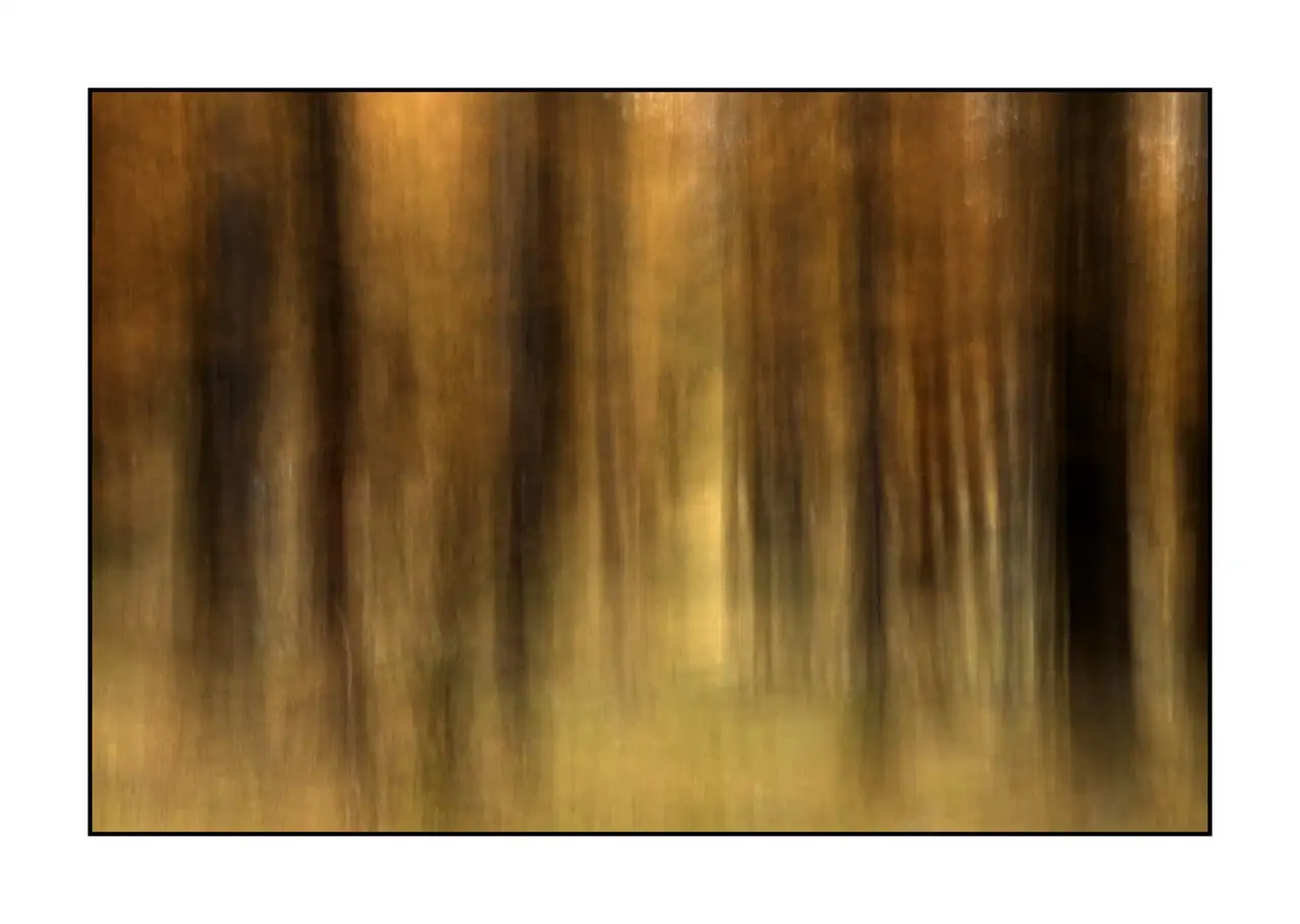 impression/006-impressions-foret-melezes/en/11-landscape-larch-trees-forest-la-claree-2287-32I