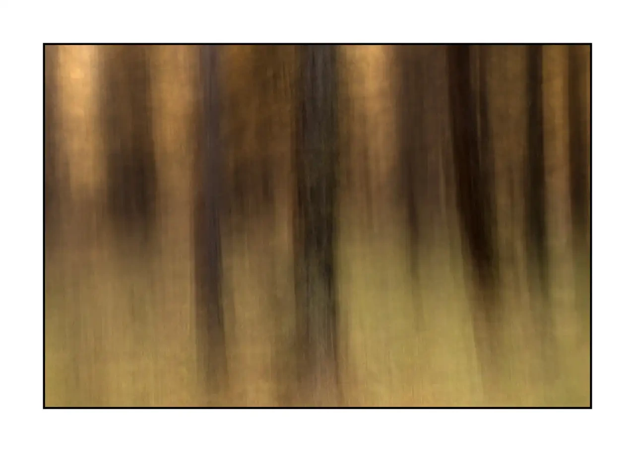 impression/006-impressions-foret-melezes/en/12-landscape-larch-trees-forest-la-claree-2288-32I