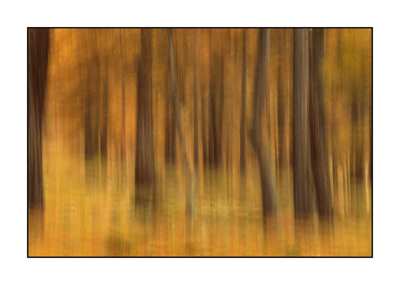 impression/006-impressions-foret-melezes/fr/06-paysage-foret-melezes-la-claree-2033-32C