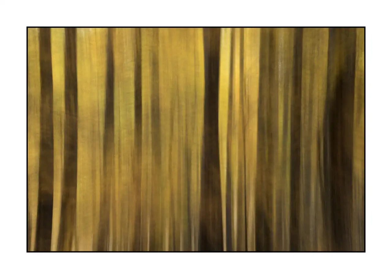 impression/006-impressions-foret-melezes/fr/08-paysage-foret-melezes-la-claree-2284-32I