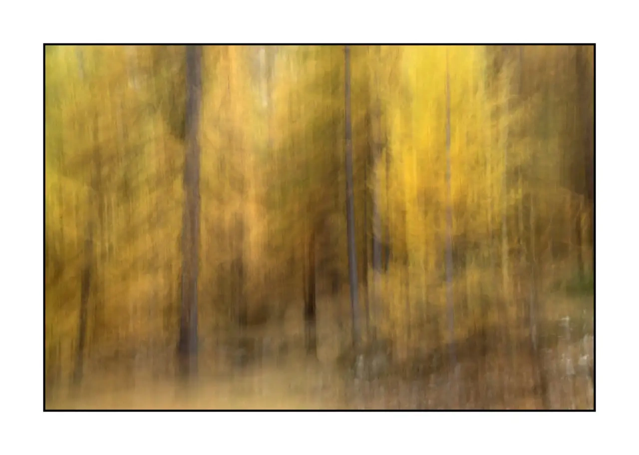 impression/006-impressions-foret-melezes/fr/10-paysage-foret-melezes-la-claree-2286-32I