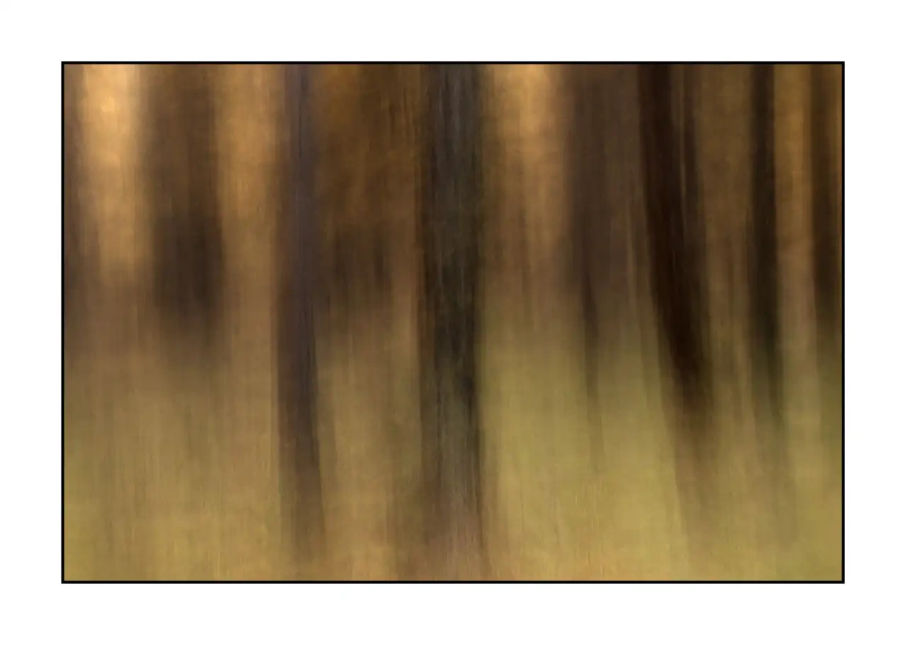 impression/006-impressions-foret-melezes/fr/12-paysage-foret-melezes-la-claree-2288-32I