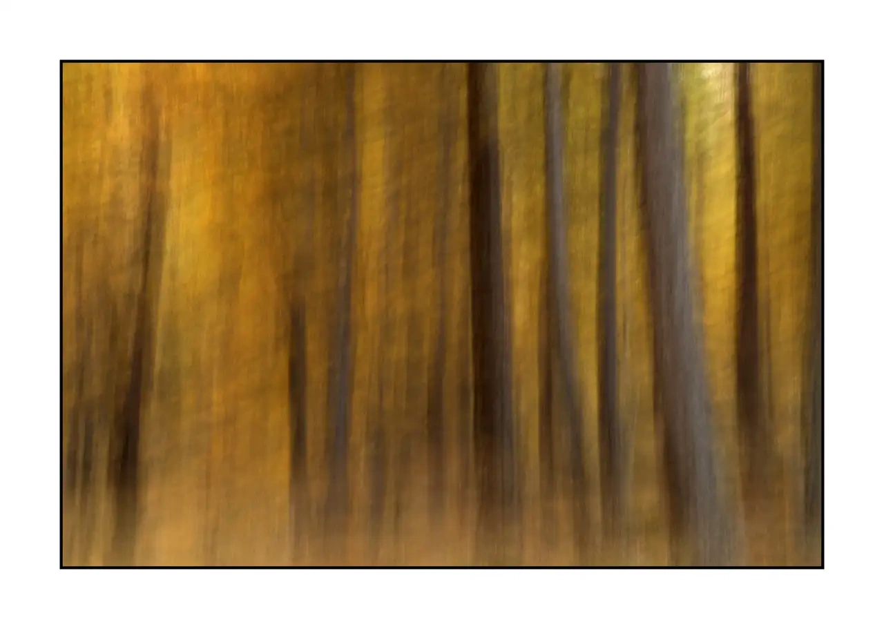 impression/006-impressions-foret-melezes/fr/13-paysage-foret-melezes-la-claree-2289-32I