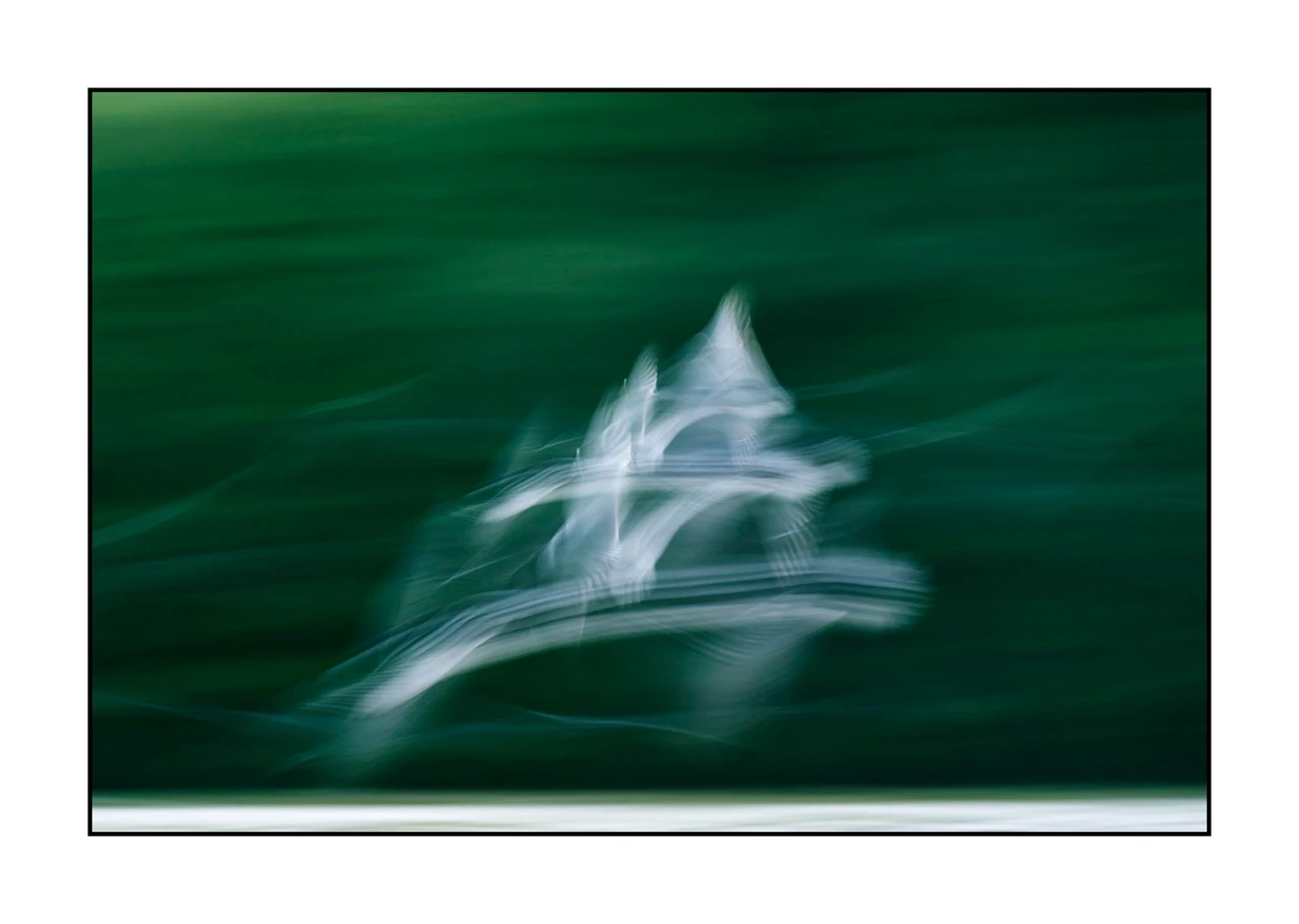 impression/008-impressions-d-oiseaux/edition-limitee/en/03-bird-dombes-blurry-ICM-2456-32I