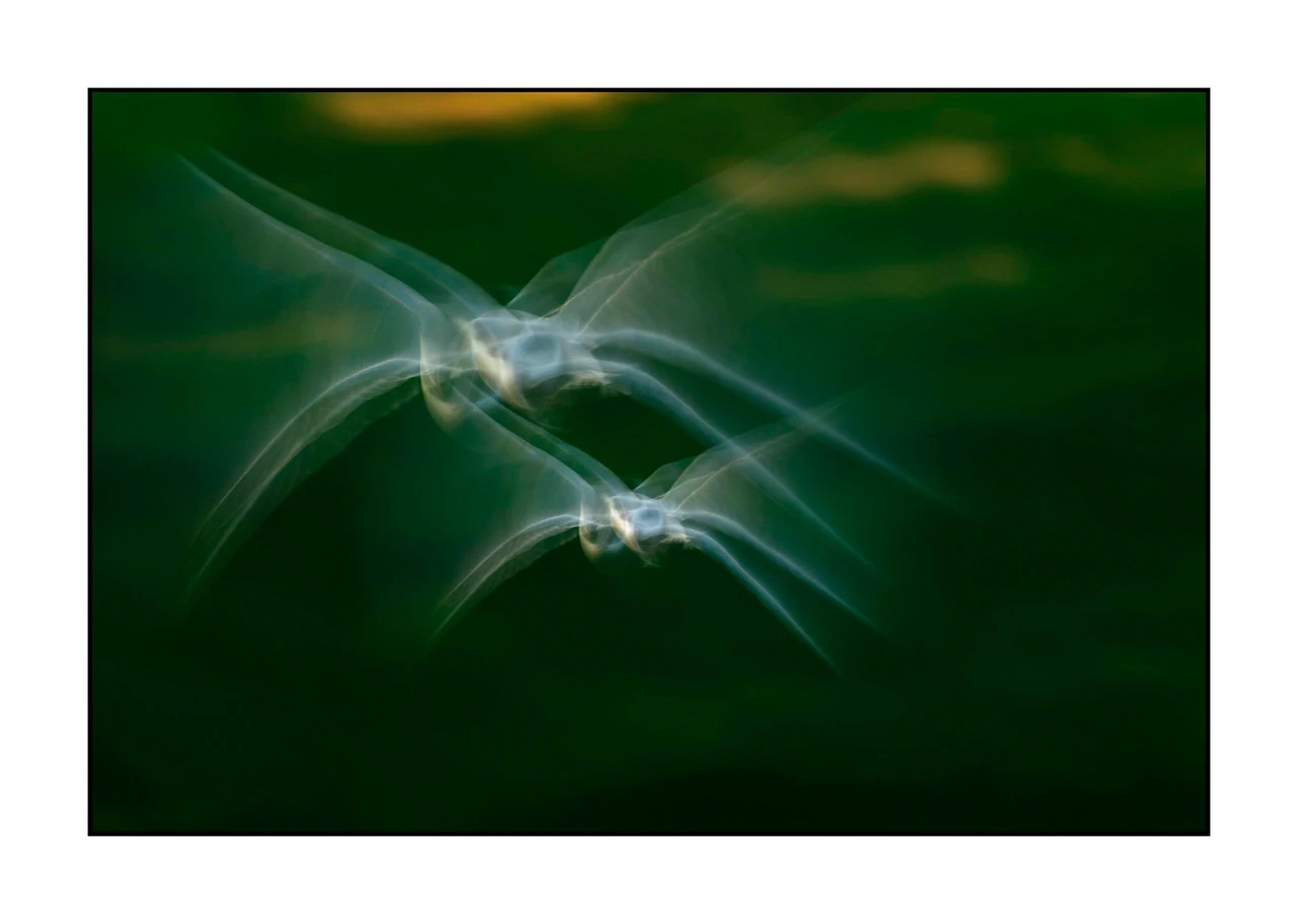 impression/008-impressions-d-oiseaux/edition-limitee/fr/04-oiseau-dombes-flou-ICM-2457-32I