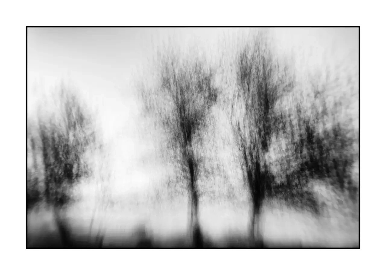 impression/011-murmures-du-temps/en/01-tree-black-and-white-blurry-2319-32I
